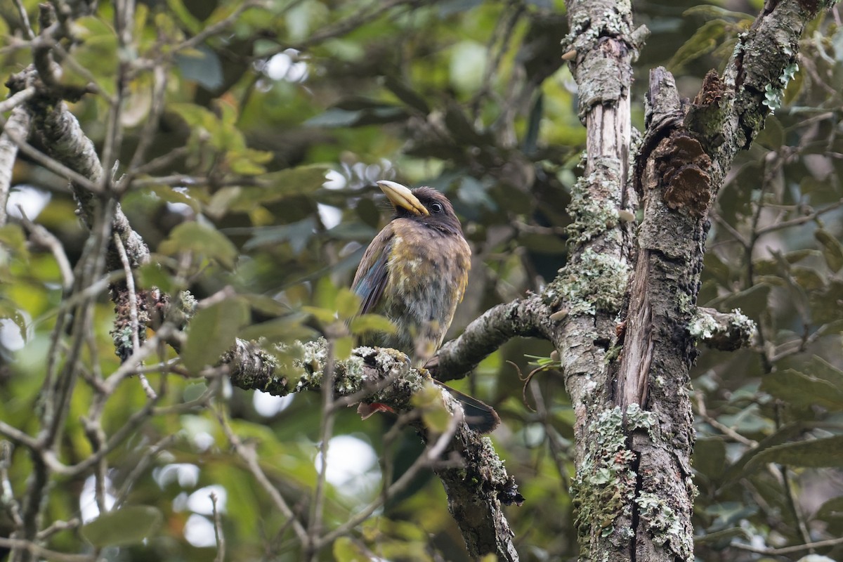 Great Barbet - ML646881023