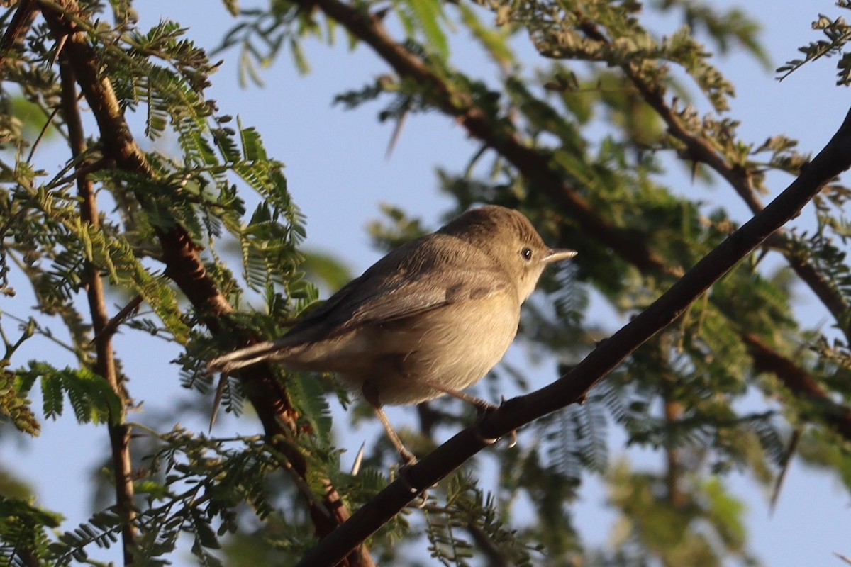 布氏葦鶯 - ML646881025