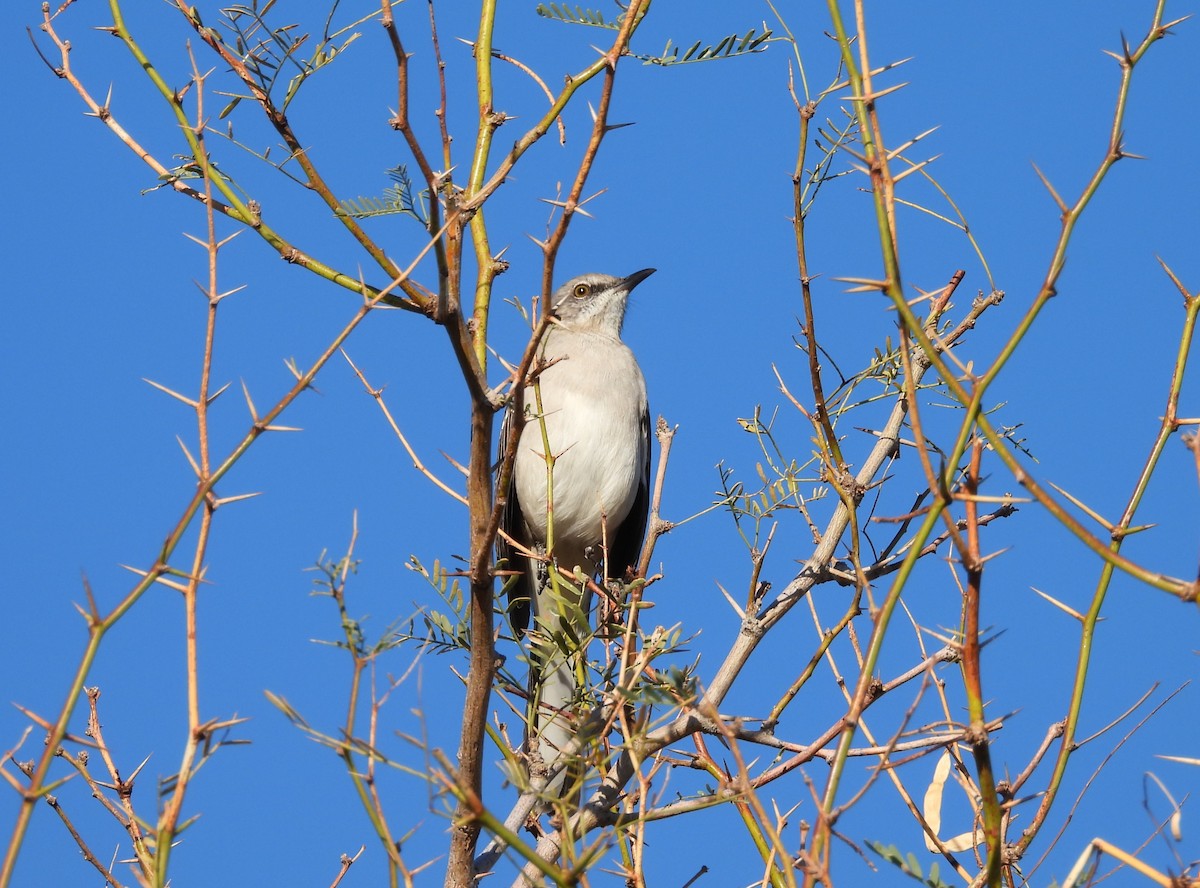 Northern Mockingbird - ML646881027