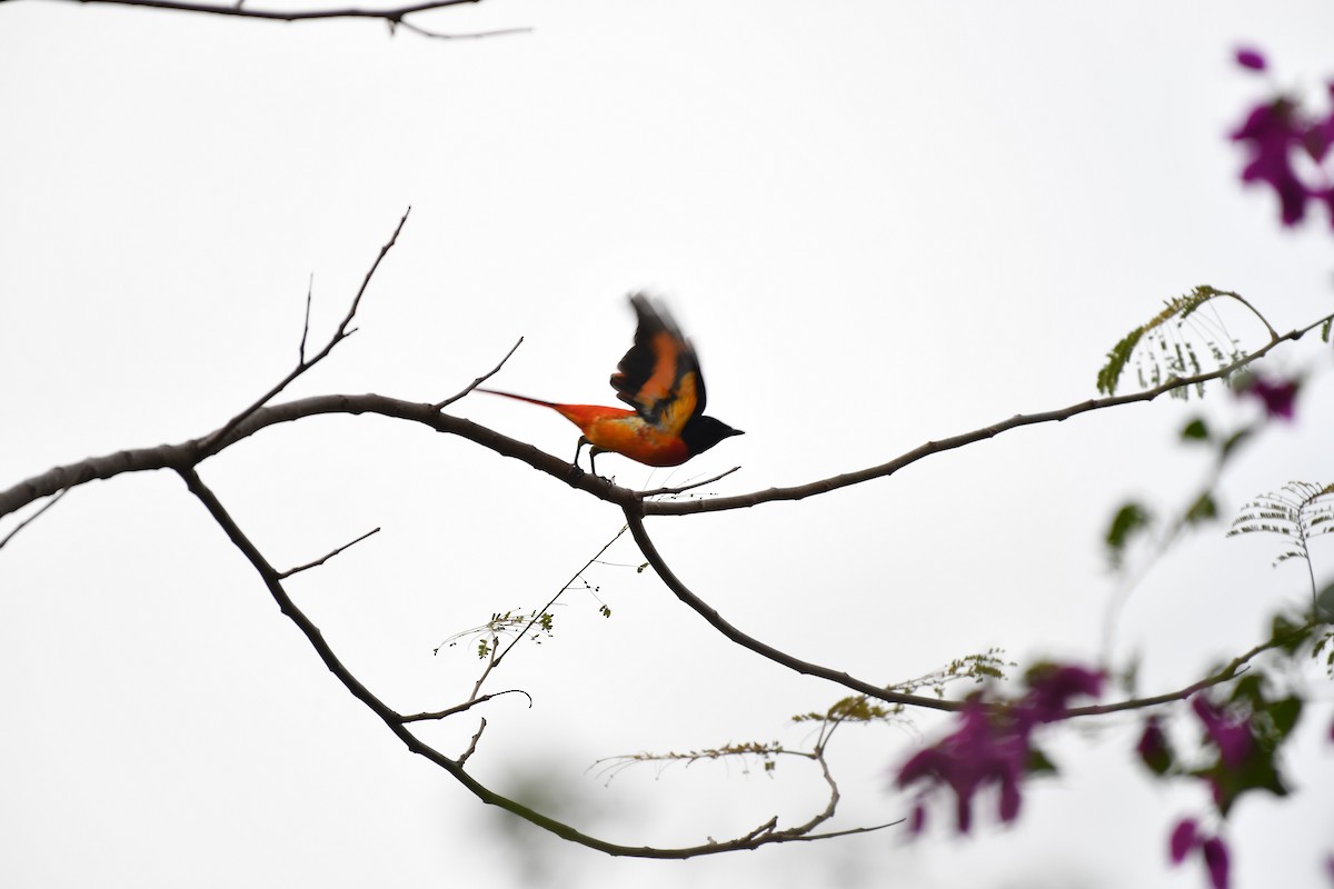 赤紅山椒鳥 - ML646881028