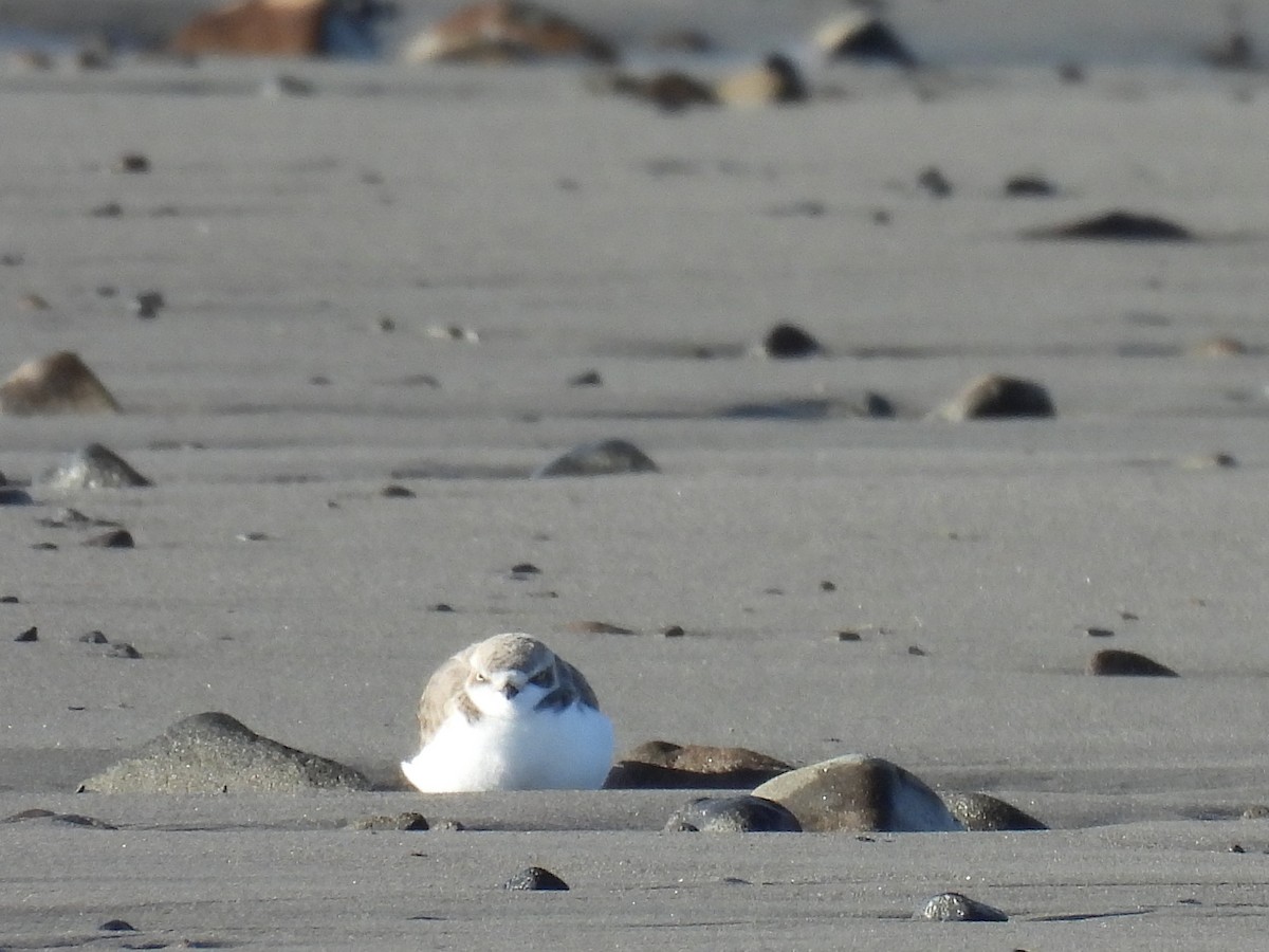 Snowy Plover - ML646881032