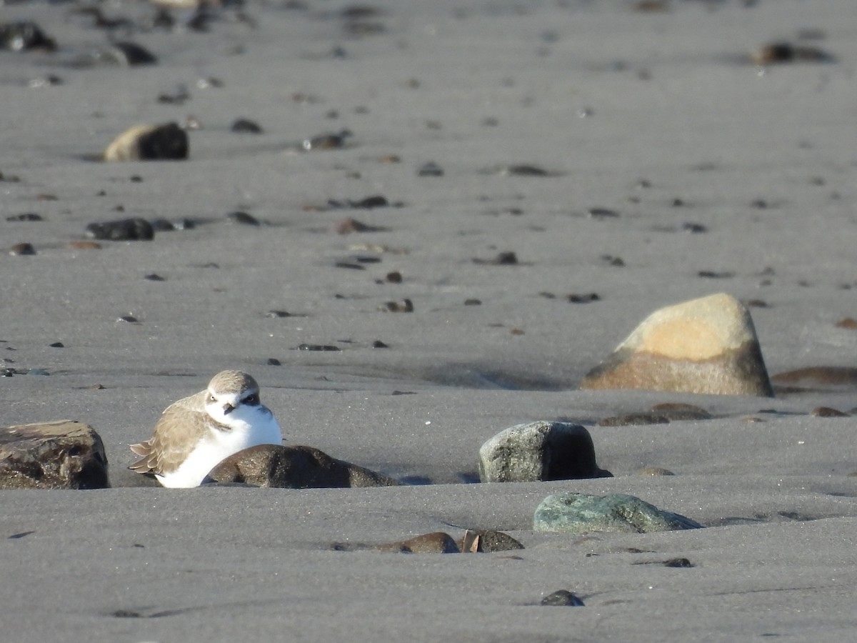 Snowy Plover - ML646881033