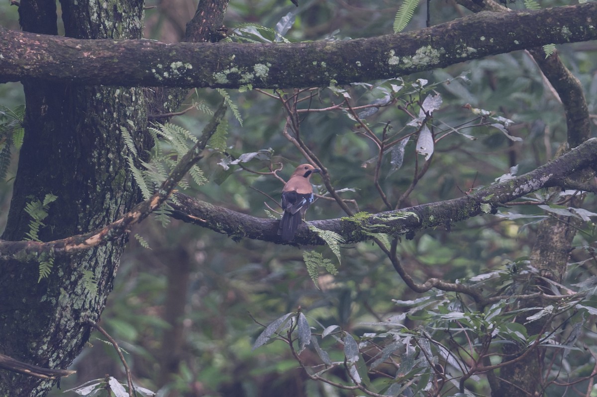 Eurasian Jay - ML646881034
