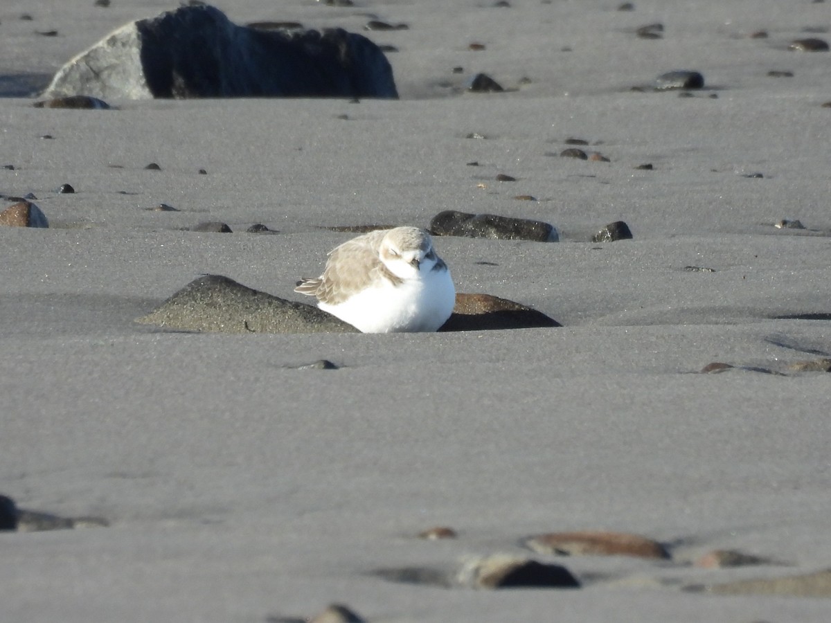 Snowy Plover - ML646881035