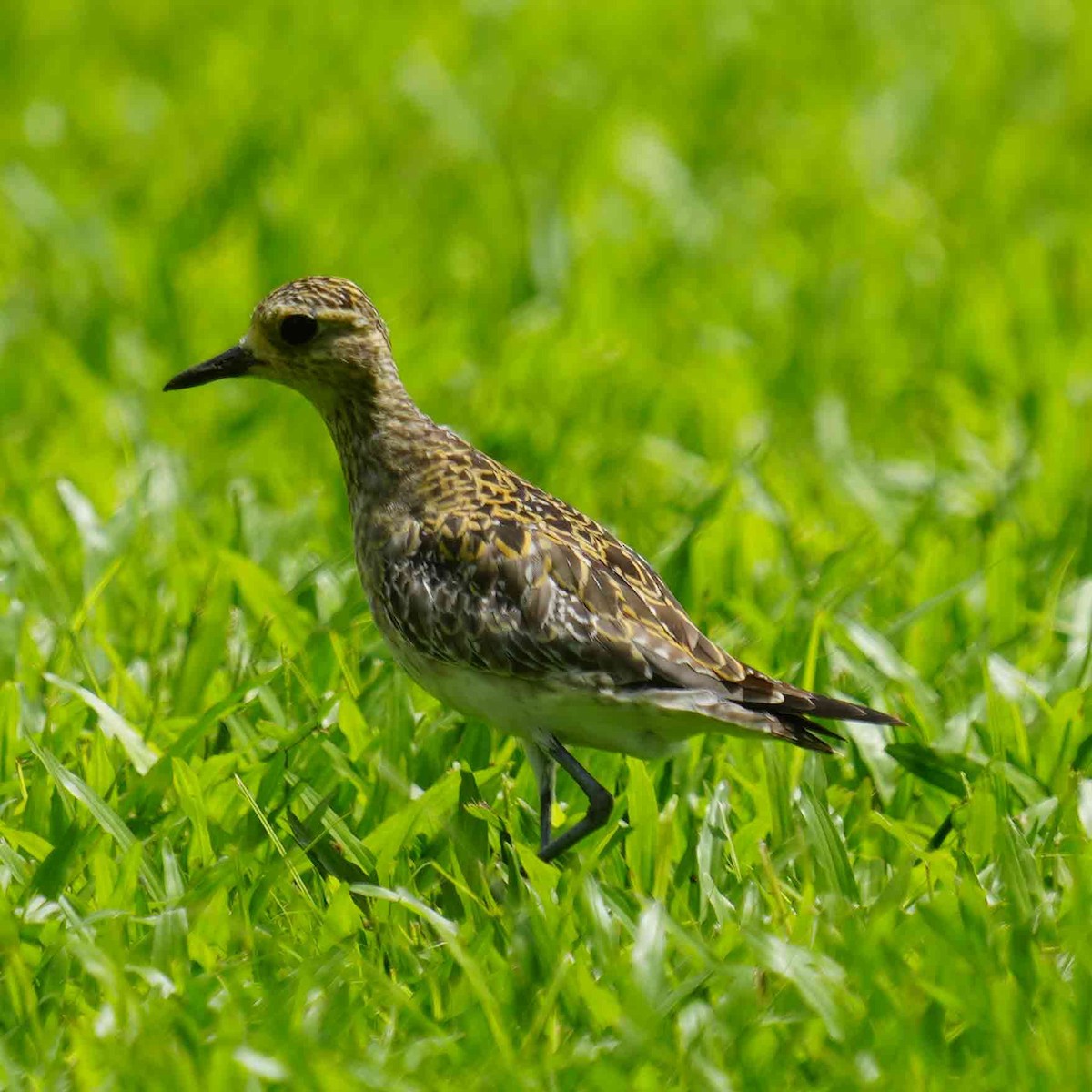 Pacific Golden-Plover - ML646881036