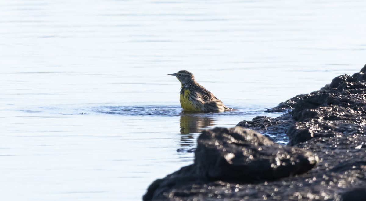 Western Meadowlark - ML646881037