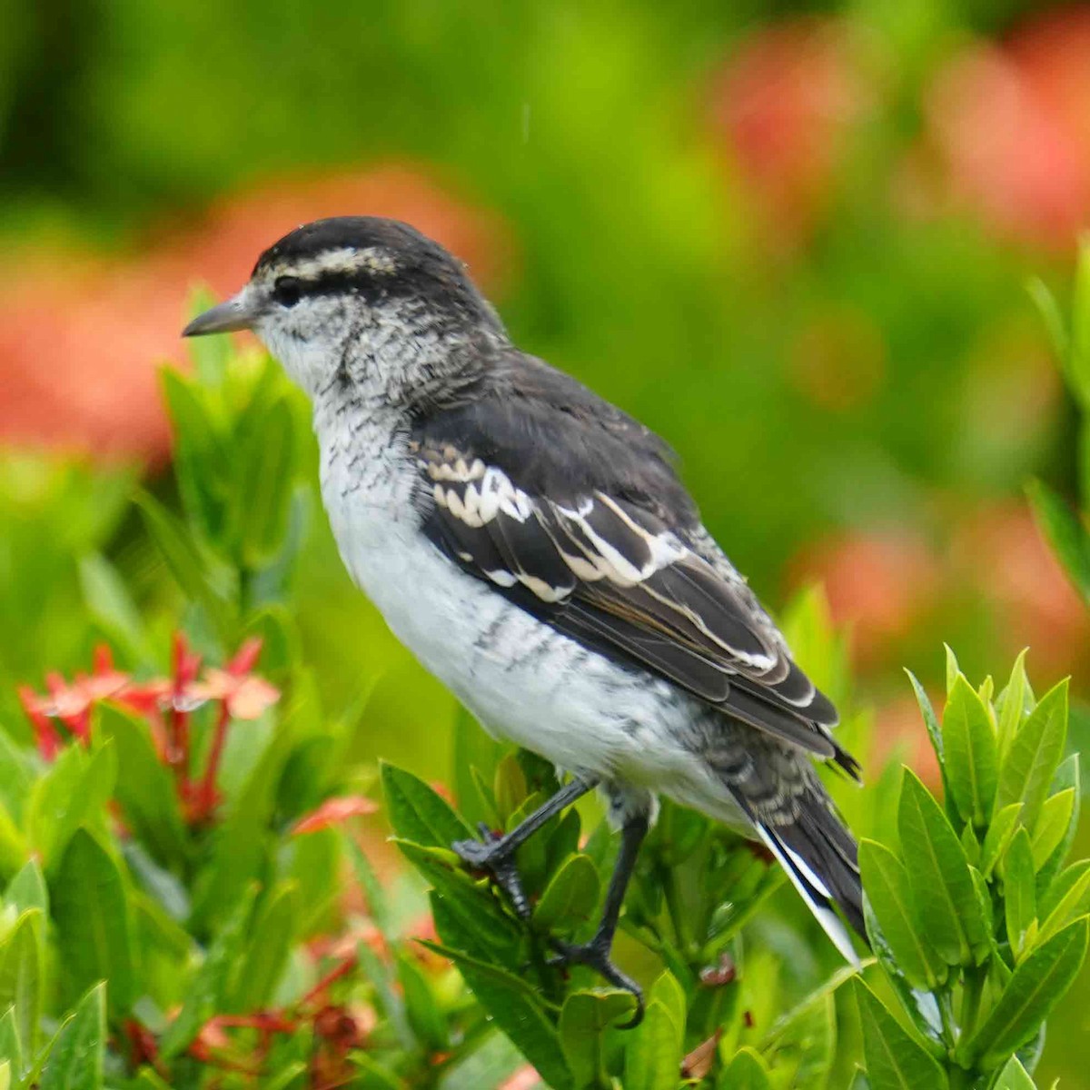 Polynesian Triller - ML646881038