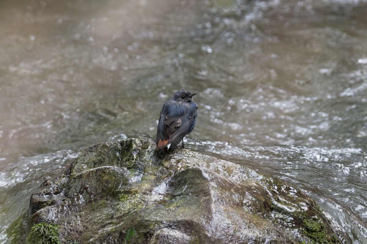 Plumbeous Redstart - ML646881040