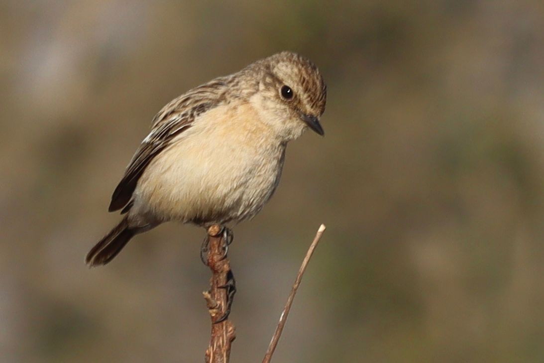 Siberian Stonechat - ML646881041