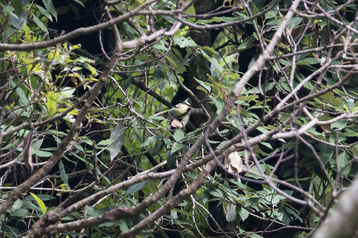 Himalayan Black-lored Tit - ML646881047