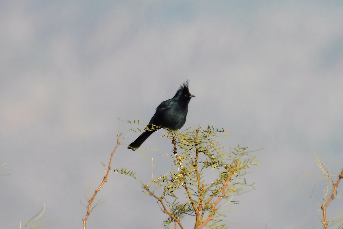 Phainopepla - ML646881050