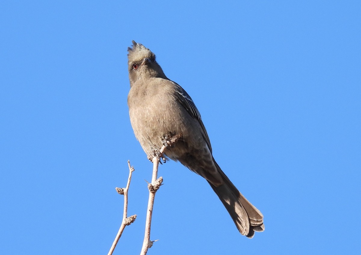 Phainopepla - ML646881051