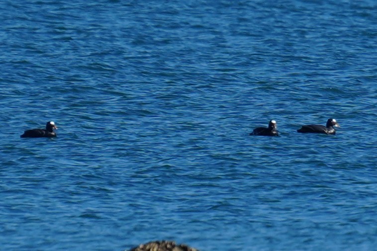 Surf Scoter - ML646881052