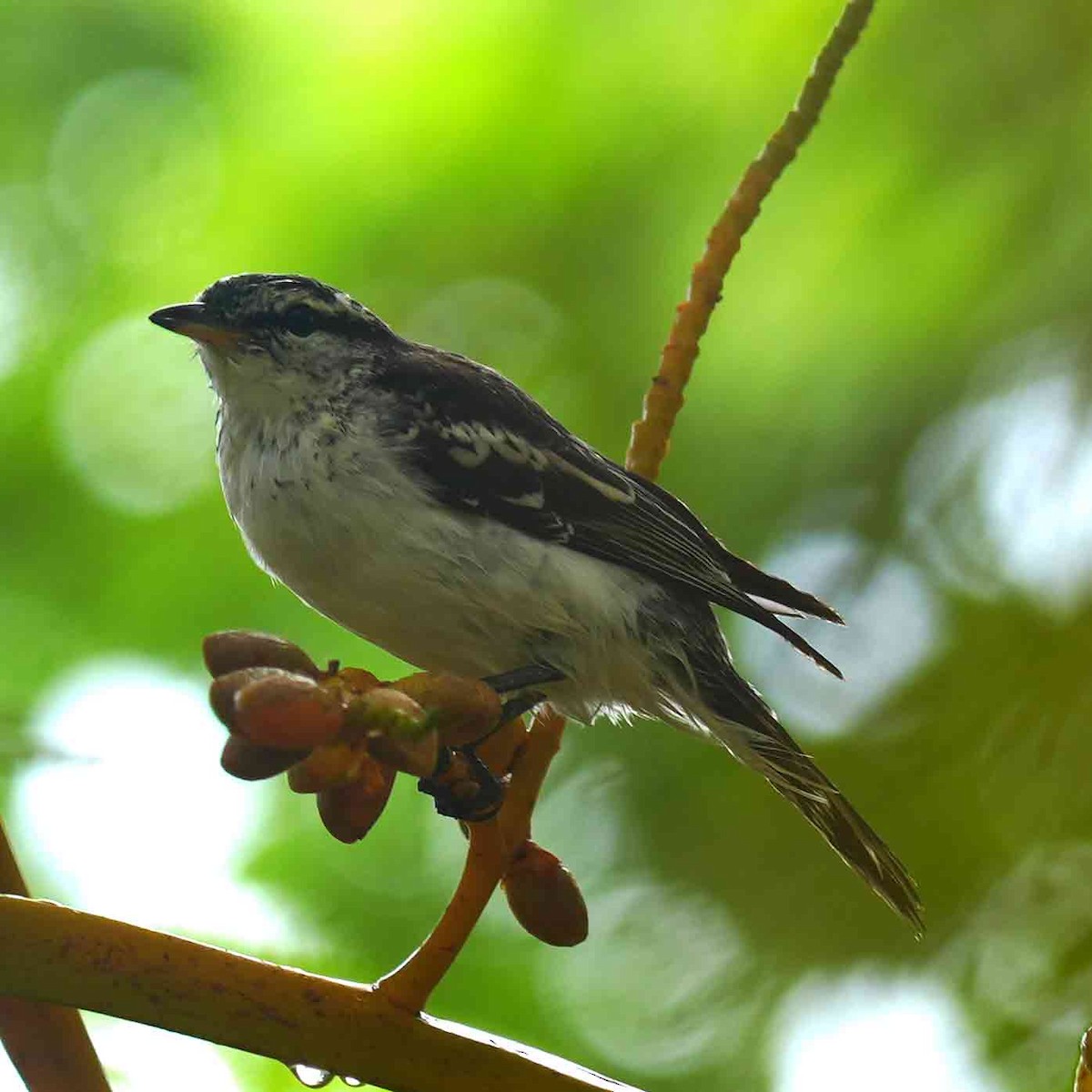 Polynesian Triller - ML646881053