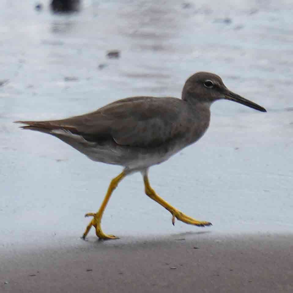 Wandering Tattler - ML646881057