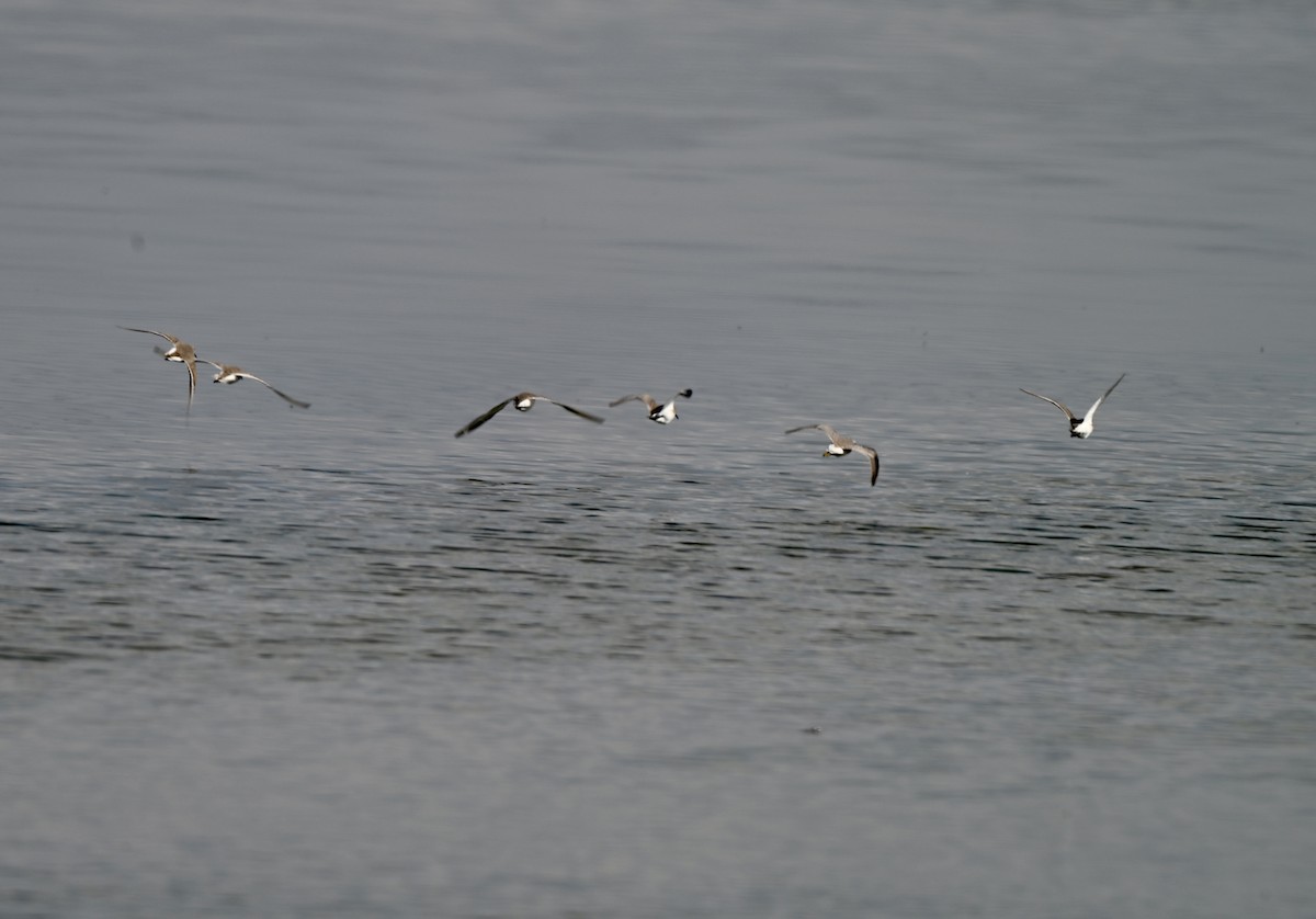 Dunlin - ML646881058