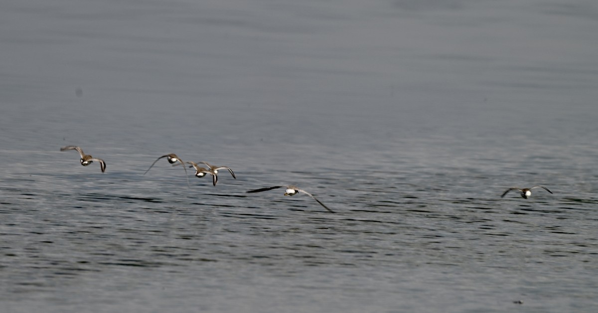 Dunlin - ML646881059