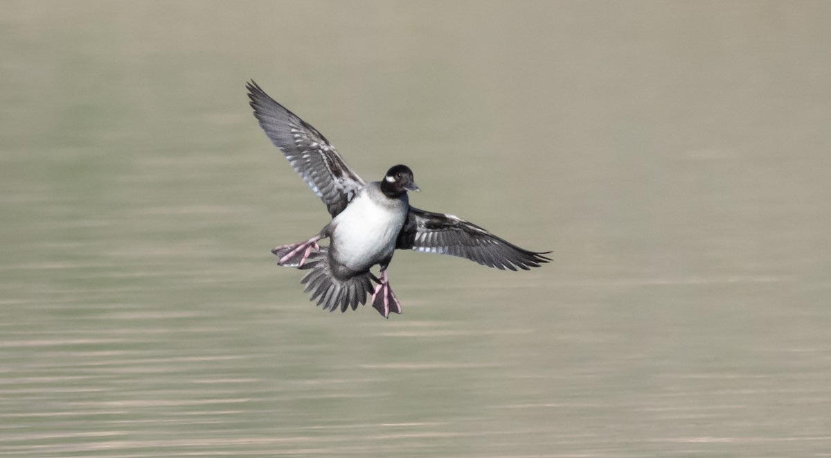 Bufflehead - ML646881060