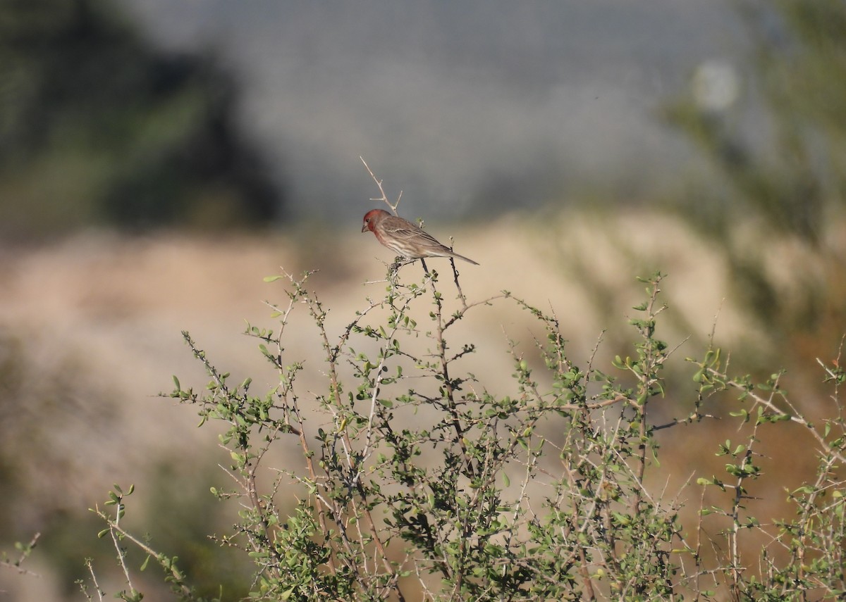 House Finch - ML646881066