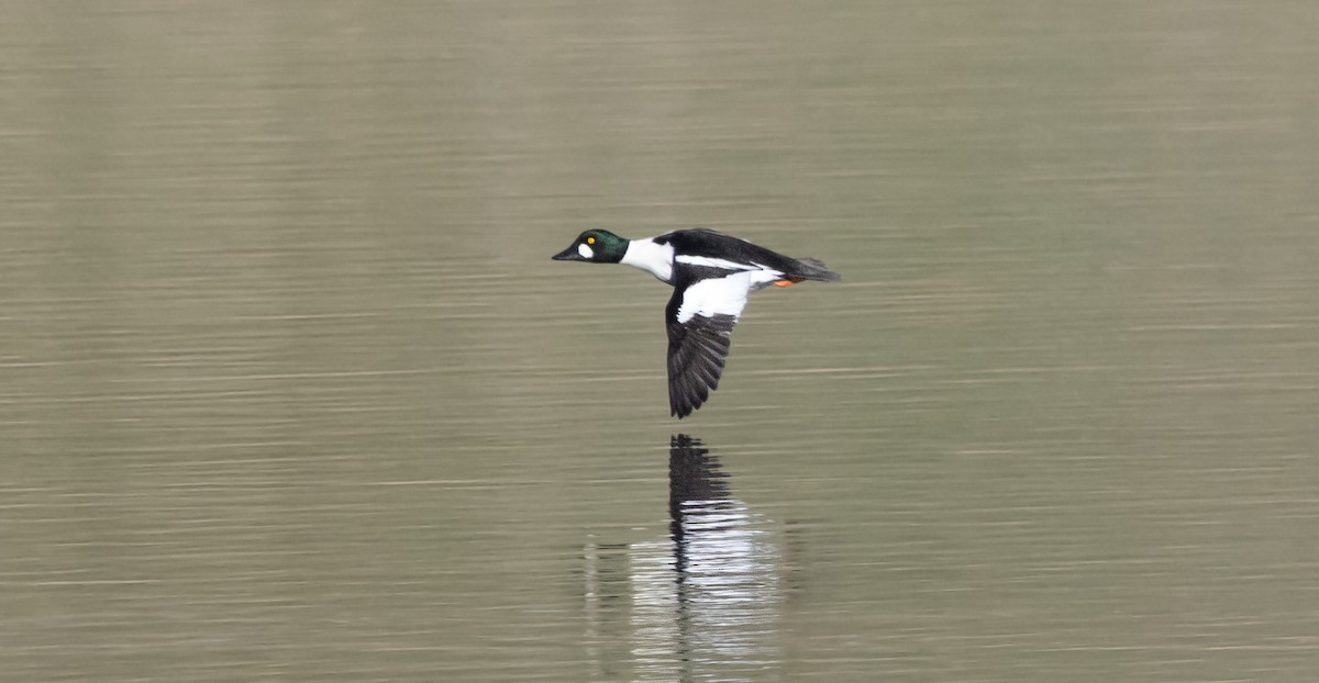 Common Goldeneye - ML646881068