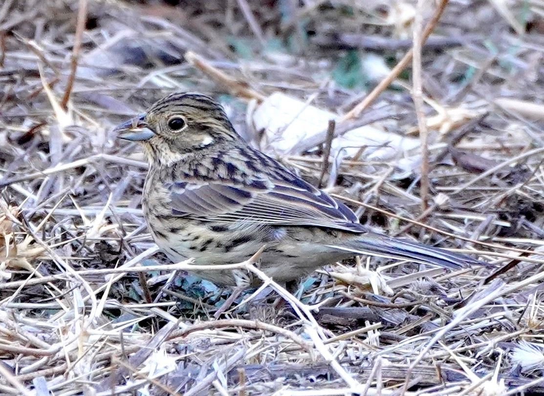 Cirl Bunting - ML646881070