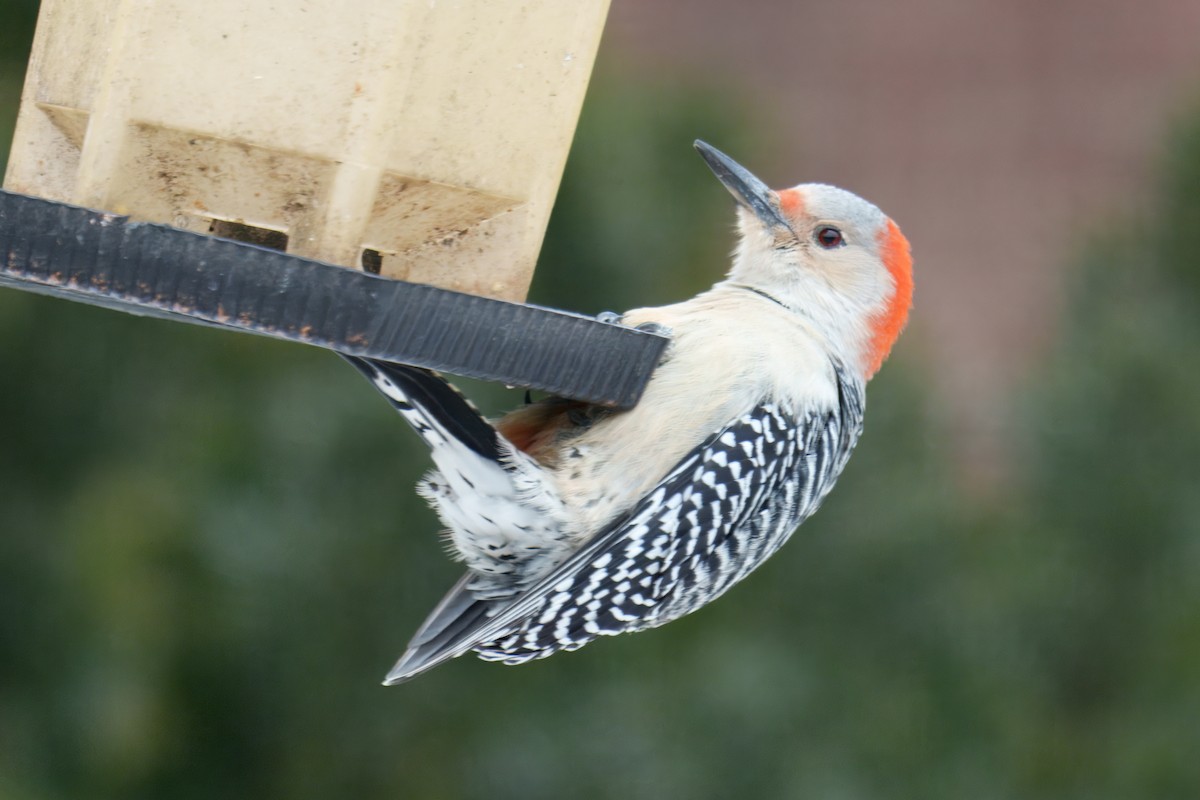 Red-bellied Woodpecker - ML646881071