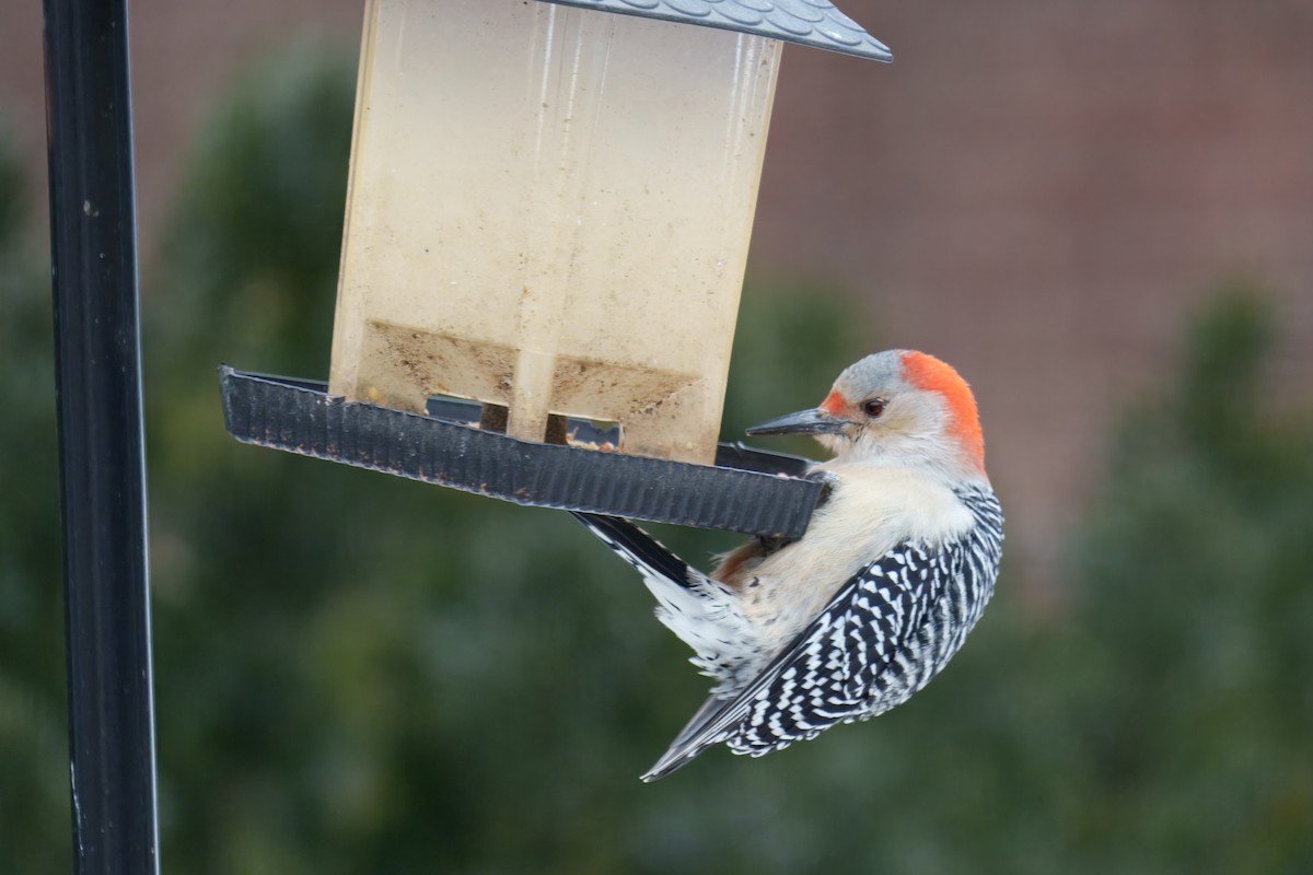 Red-bellied Woodpecker - ML646881072