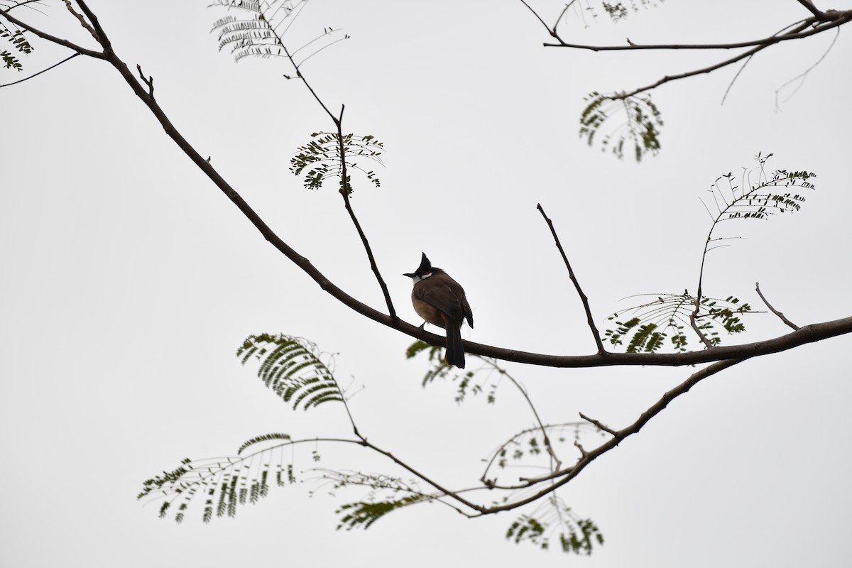 紅耳鵯 - ML646881073