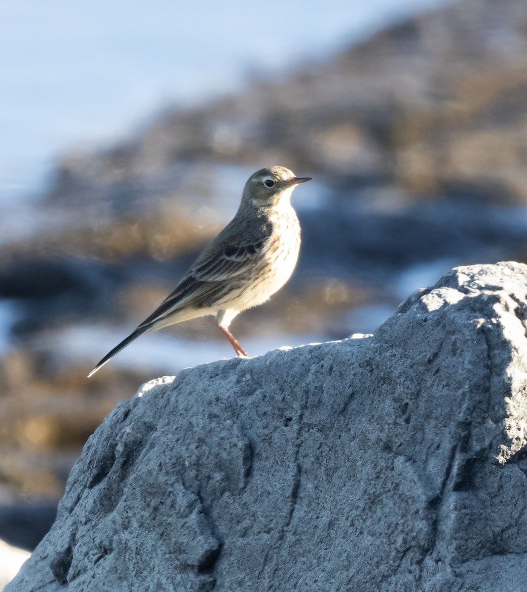 American Pipit - ML646881074