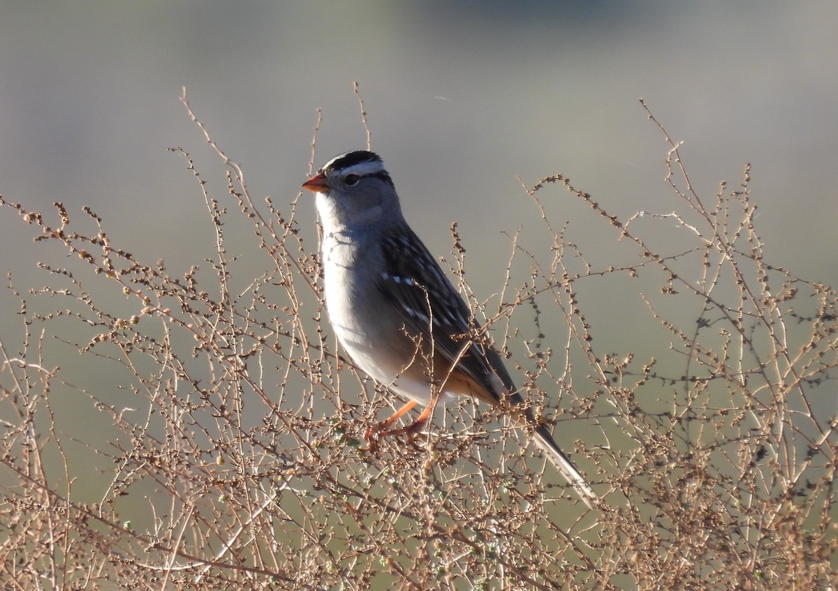 White-crowned Sparrow - ML646881075