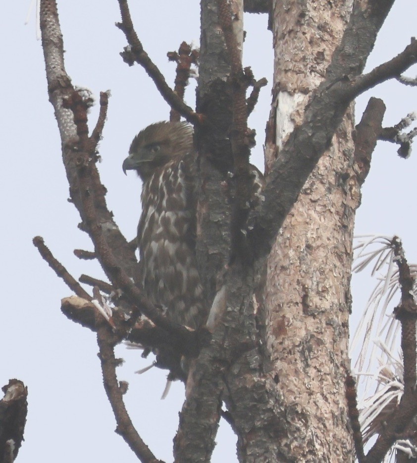 Красноплечий канюк - ML646881094