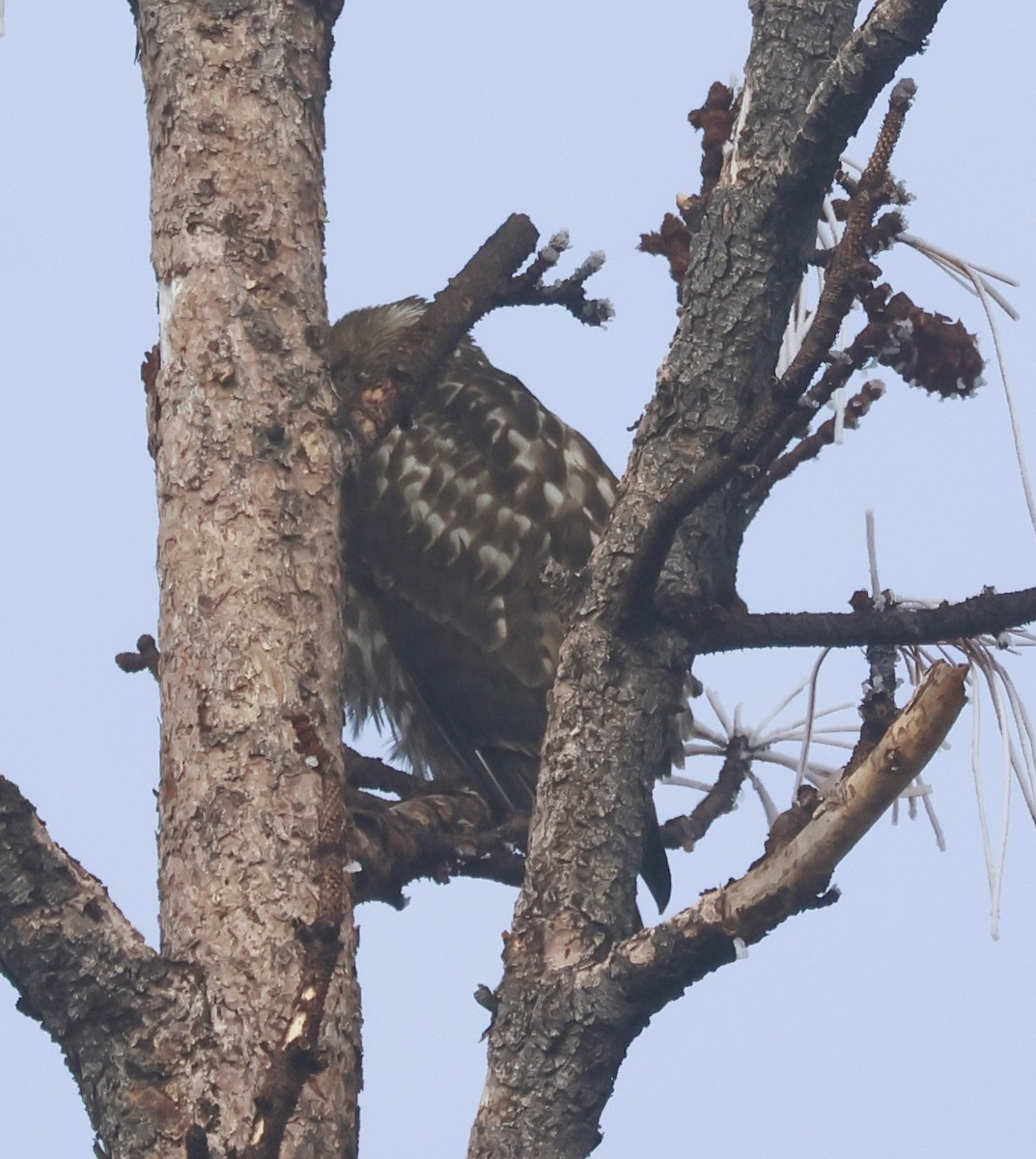 Красноплечий канюк - ML646881095