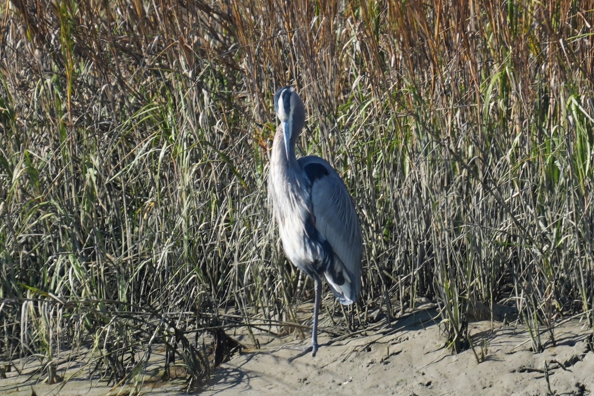 Большая голубая цапля - ML646881097