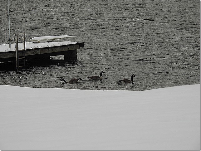 berneška velká - ML646881103