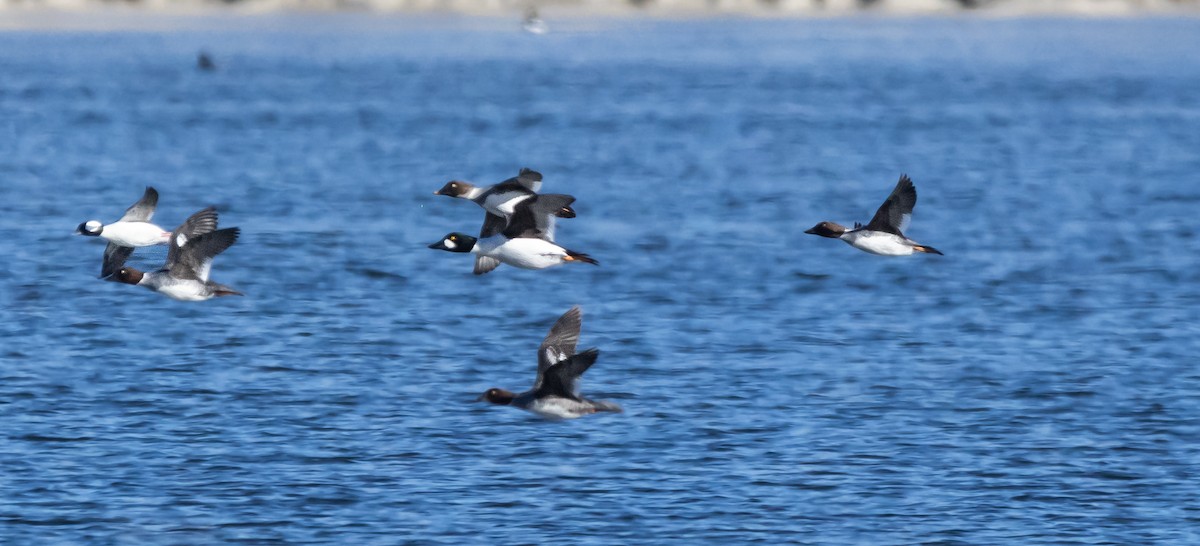 Common Goldeneye - ML646881104