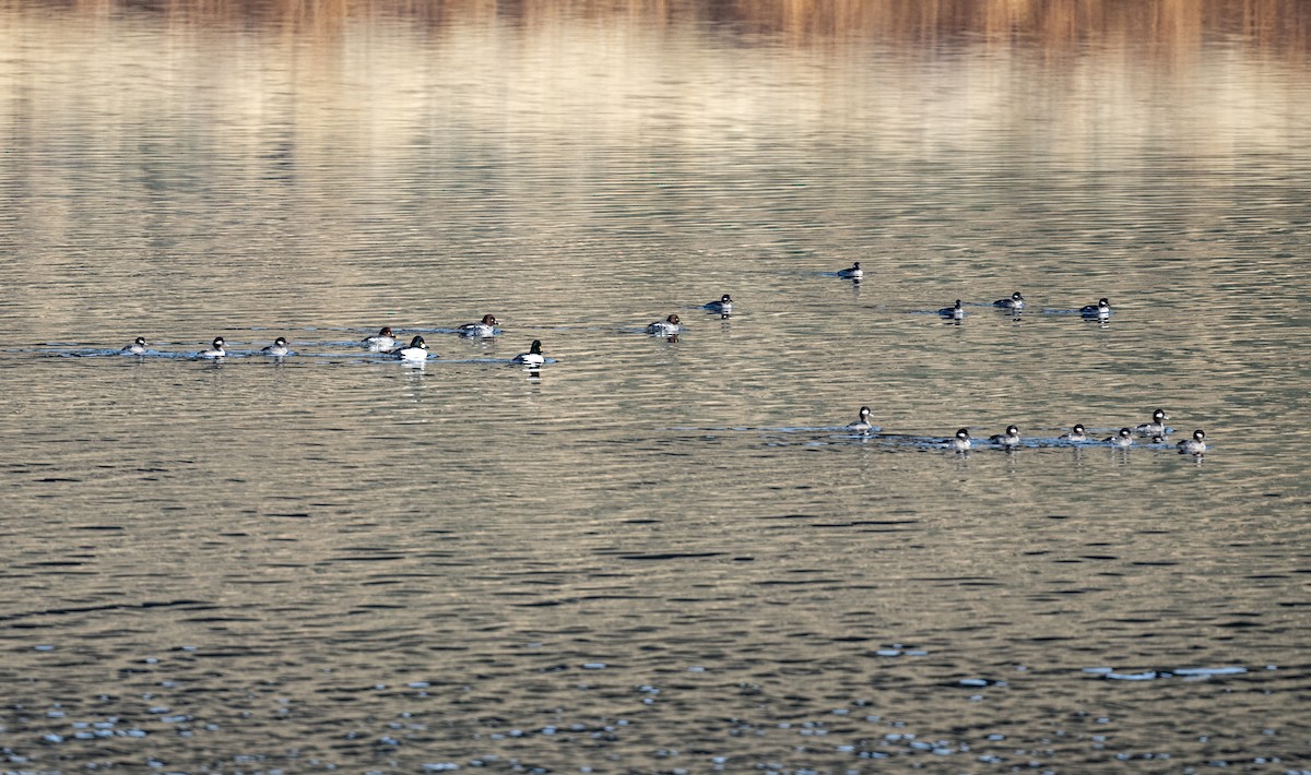 Bufflehead - ML646881112