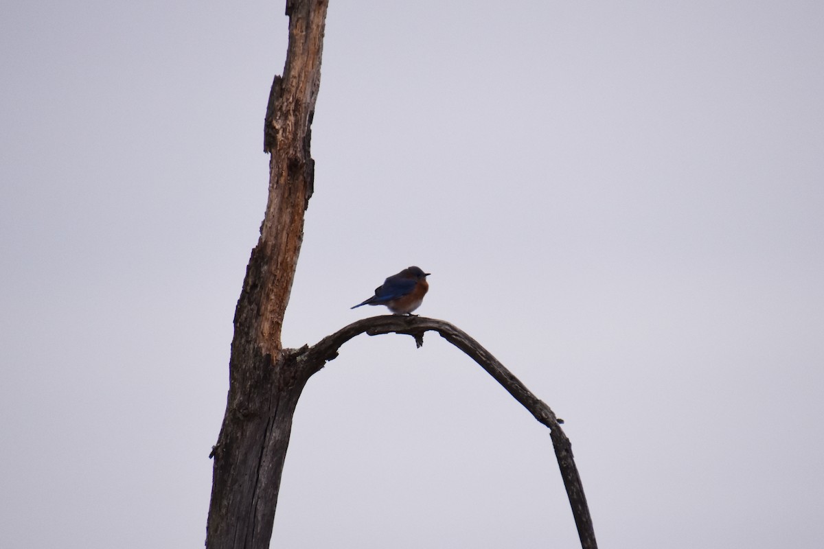 Eastern Bluebird - ML646881113