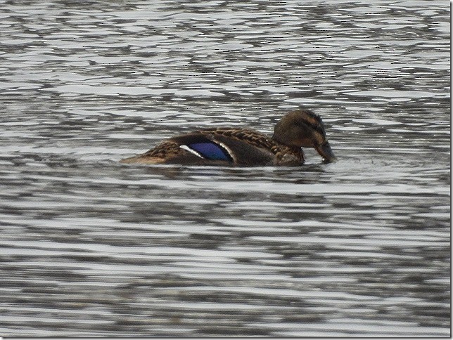 kachna divoká - ML646881115