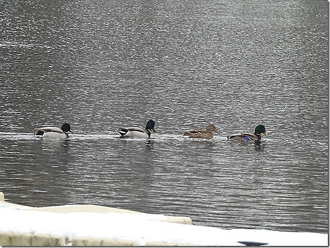 kachna divoká - ML646881126