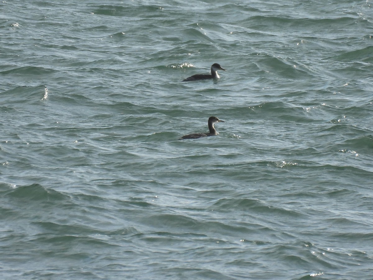 Пірникоза сірощока - ML646881130