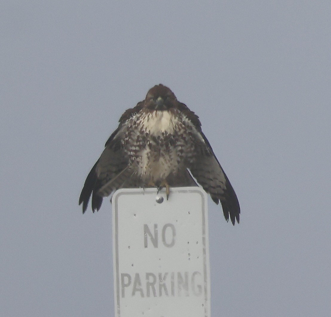 Краснохвостый канюк - ML646881131