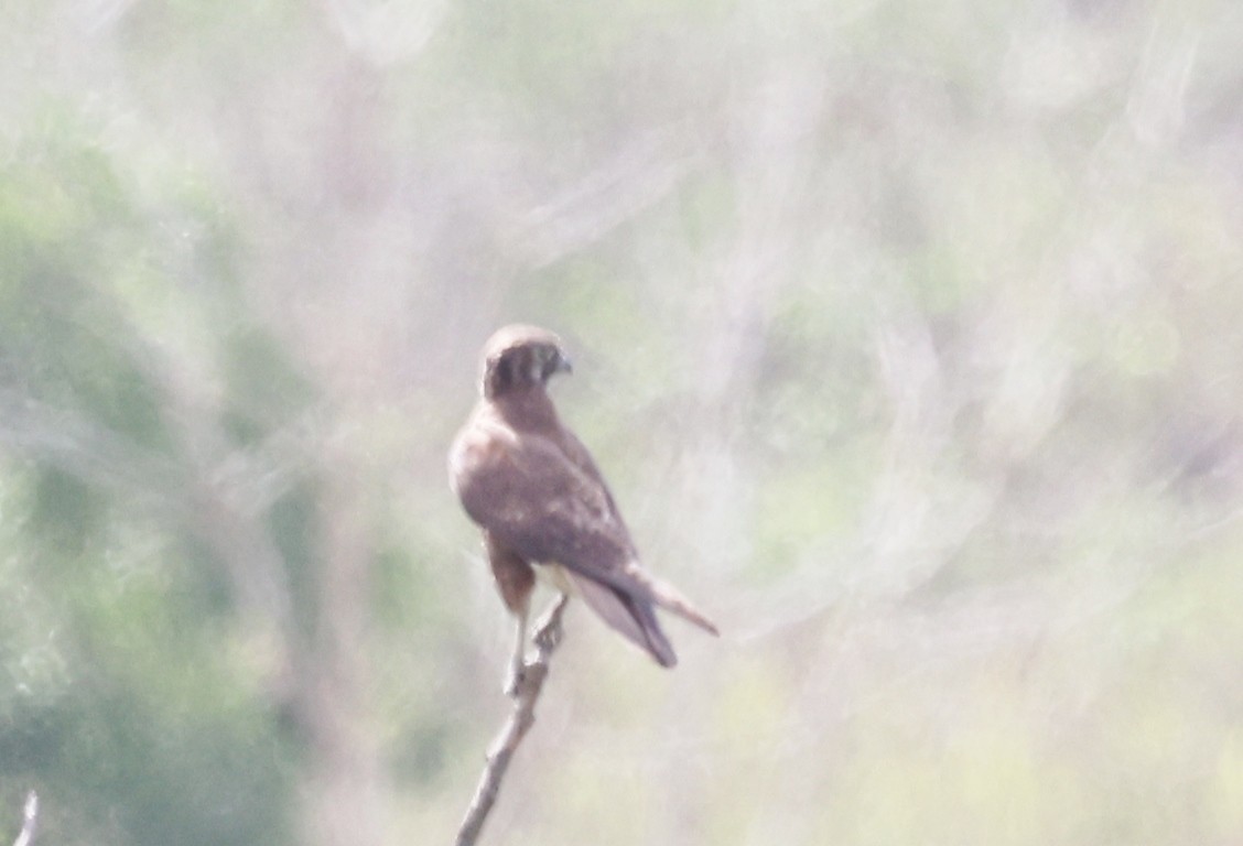 Сокіл бурий - ML646881136