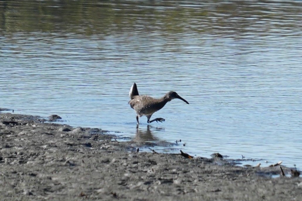 Карибский пастушок - ML646881137