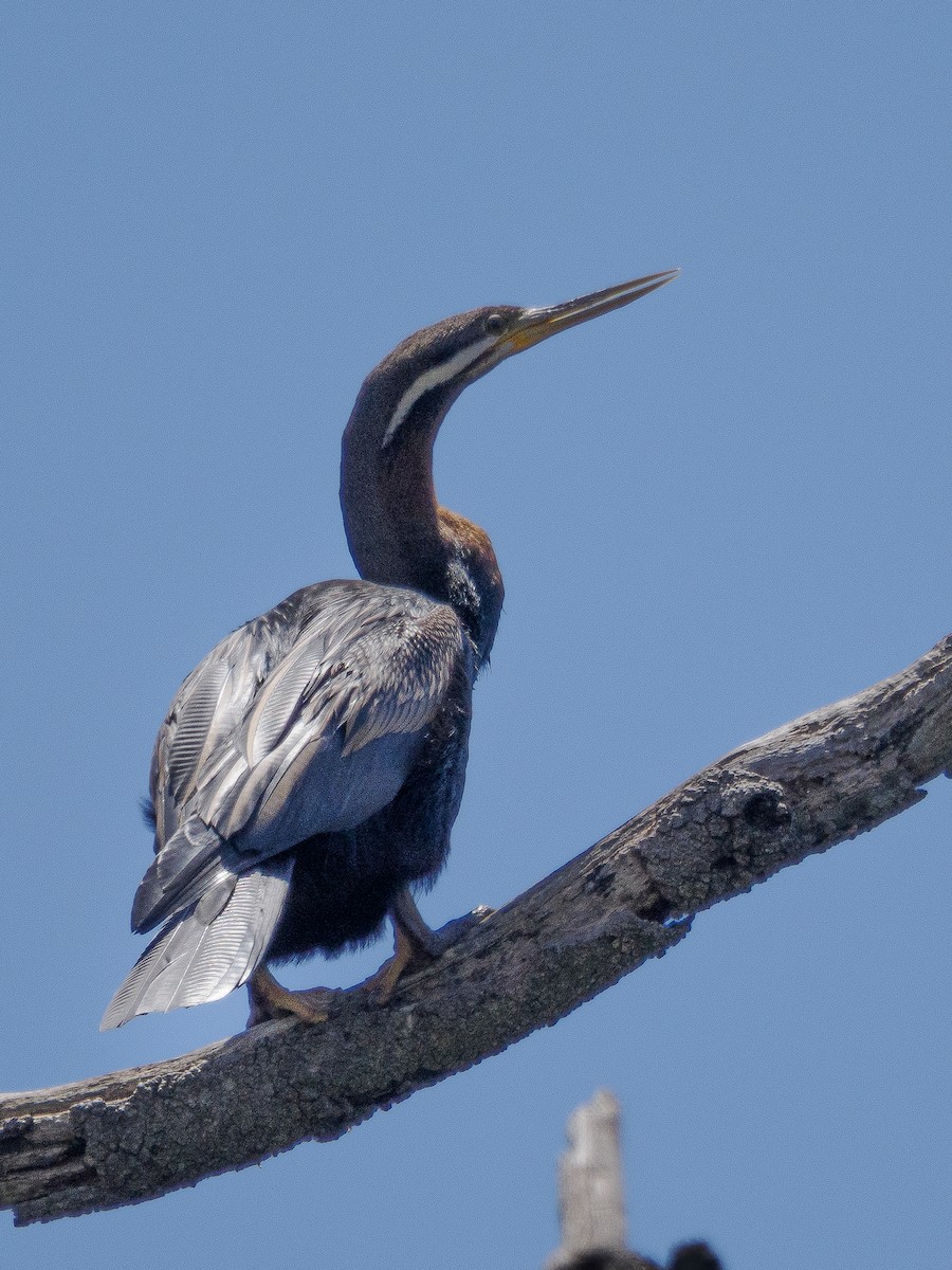 Australasian Darter - ML646881138