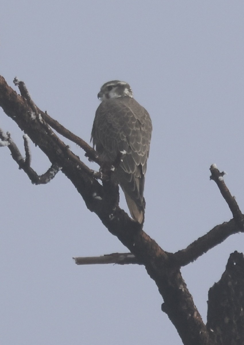 Мексиканский сокол - ML646881139