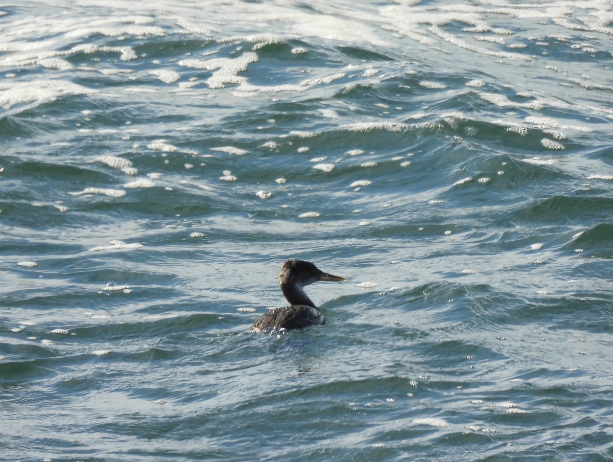 Пірникоза сірощока - ML646881140