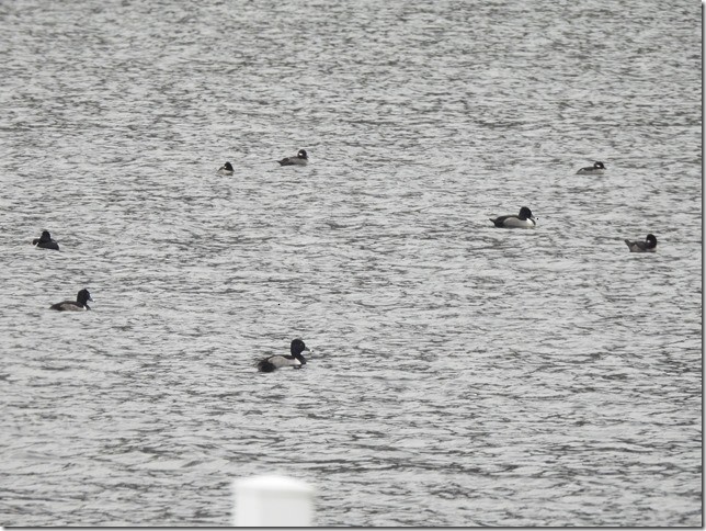 polák proužkozobý - ML646881143