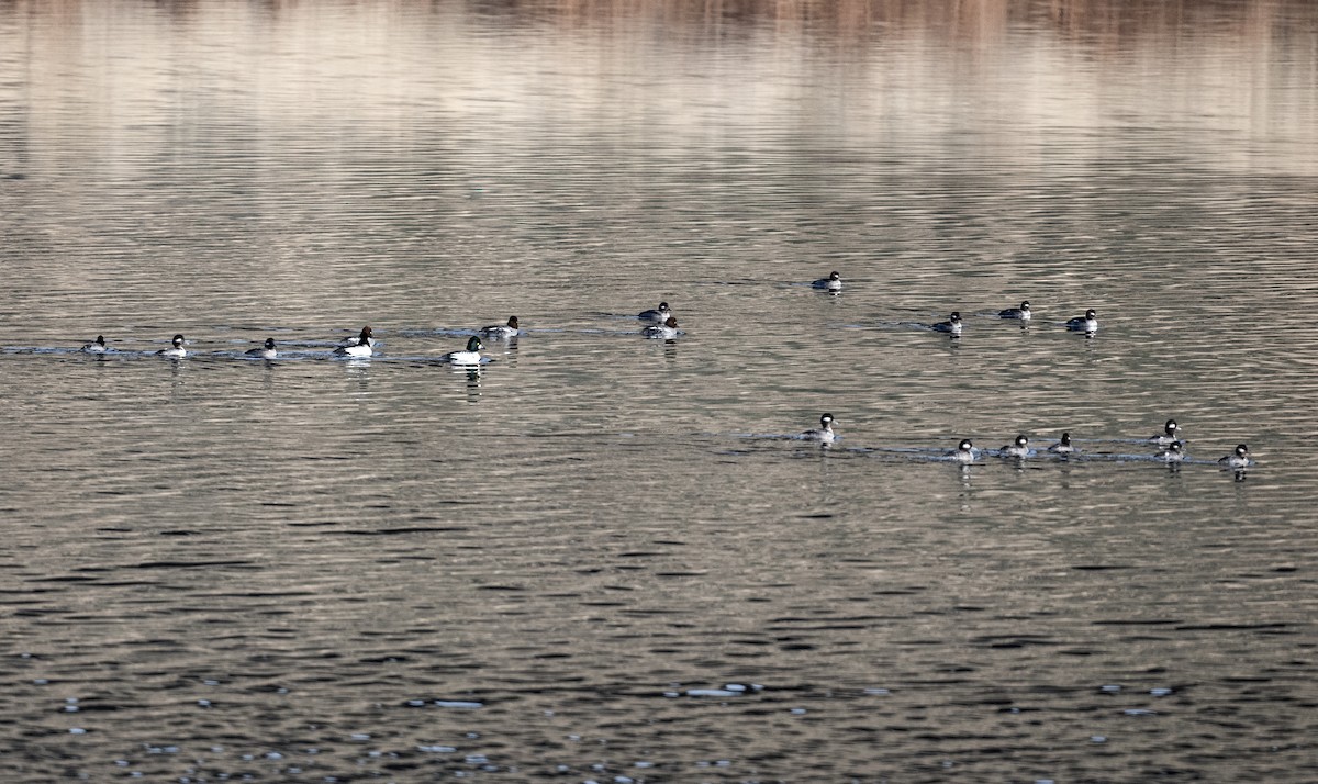 Common Goldeneye - ML646881145