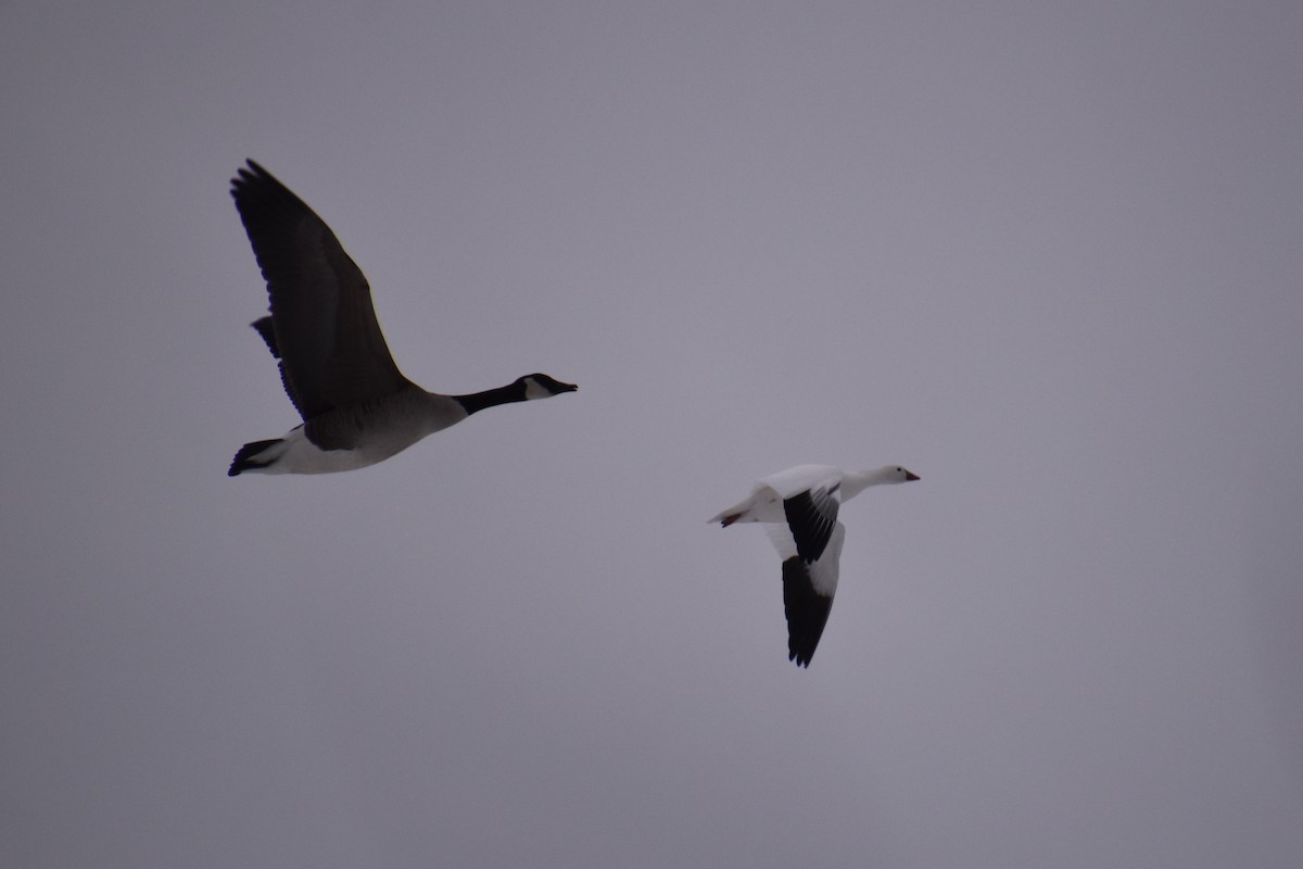 Ross's Goose - ML646881146