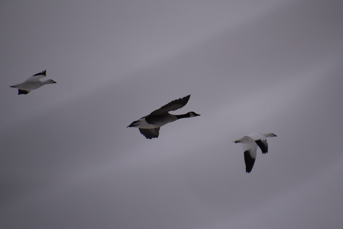 Ross's Goose - ML646881147